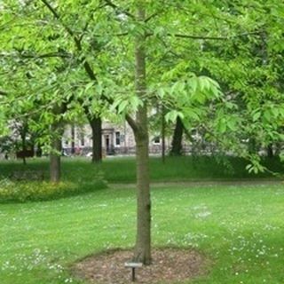 日本东京国际文化教育学院毕业证样本|补办东京国际文化教育学院毕业证流程|