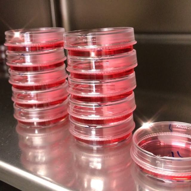 理查·德布兰德学院文凭可查案例|肆业挂科买rbc毕业证成绩单|